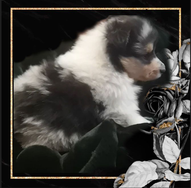 of Everblue - Chiot disponible  - Colley à poil long