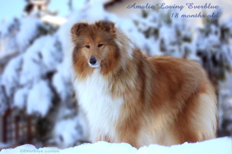 Amalie Loving everblue