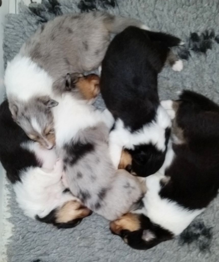 Chiot Colley à poil long of Everblue